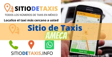 sitio de taxis ameca